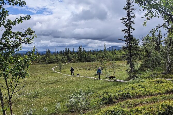Half Day Guided Walk with Huskies - Walking toward Ridvadet