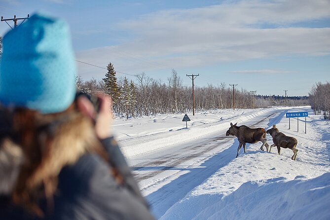Half day Wildlife and Nature Photography - A flexible four hours in Kiruna’s Arctic country