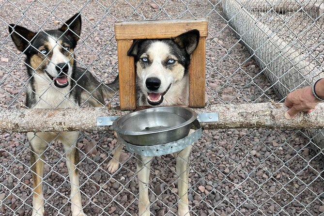 Husky cuddle at Fjälläventyr Dog Park - admission ticket - The dogs are the main event