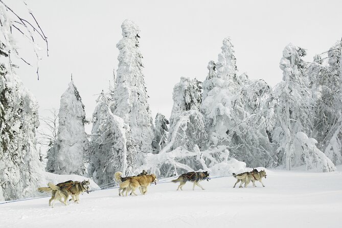 Husky Sledding Tour - Key points to know before you book