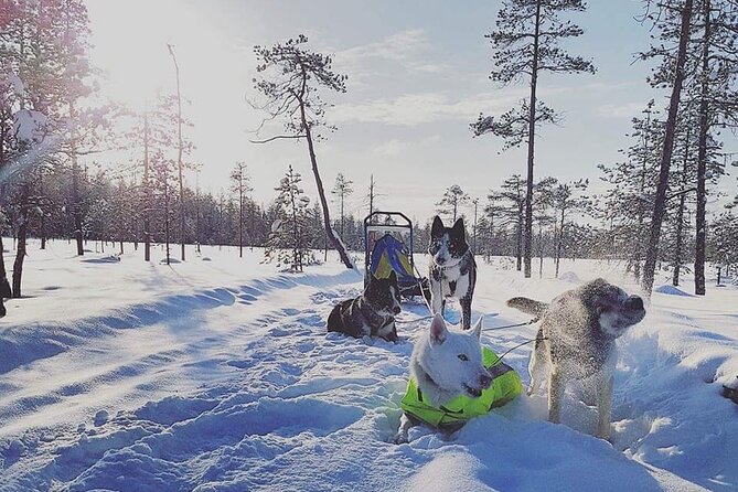 Husky Sledding Tour - Touring the kennel beyond the sled team