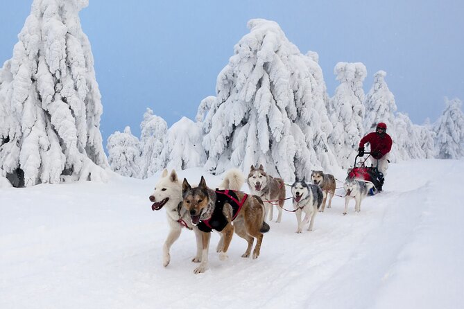 Husky Sledding Tour - Who will enjoy this husky tour most?