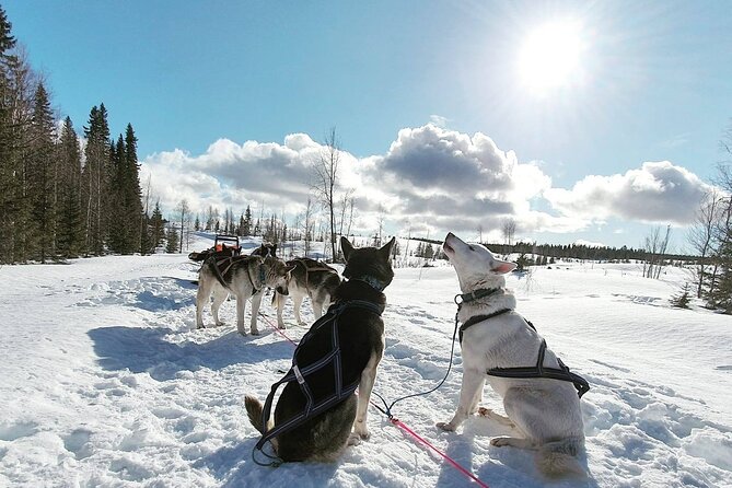 Husky Sledding Tour - Driving your own sled through Lapland