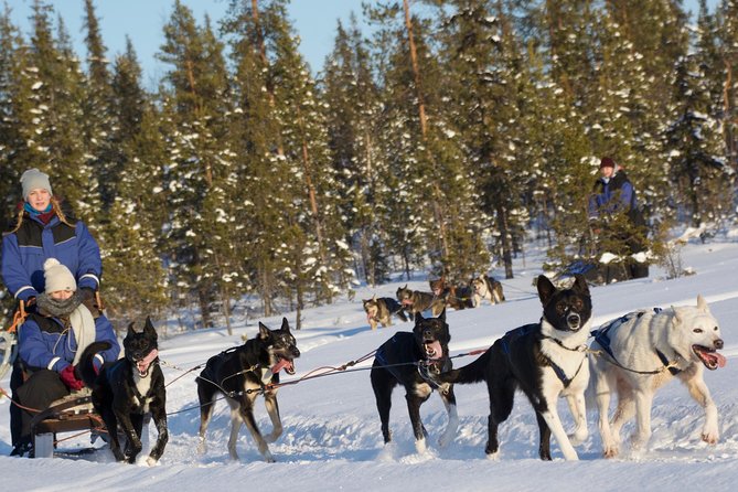 Husky Tour Sit and Drive Combo Tour from Kiruna - Key points to know before you book