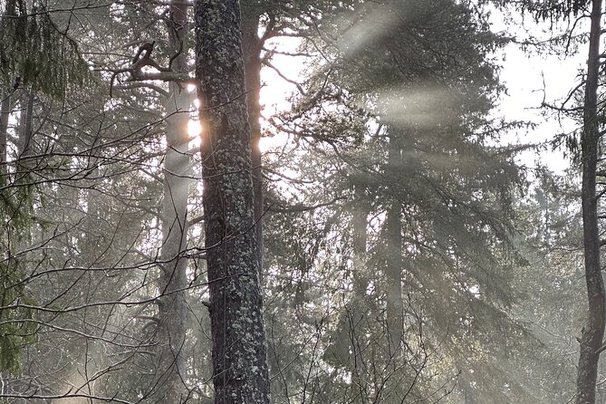 Icebathing and Sauna, Forest Hike and Fireplace Lunch - Private - Ending with lunch beside an open fireplace
