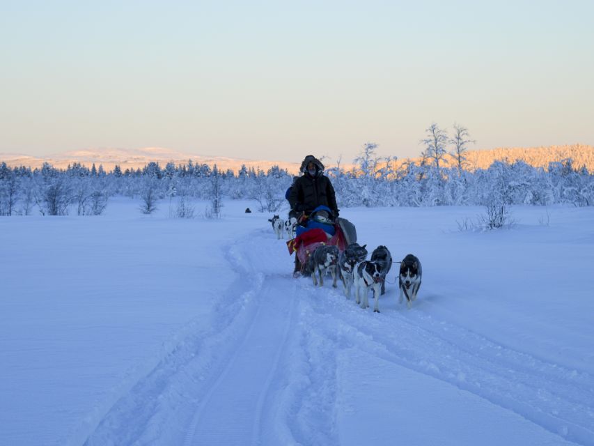 Kiruna: Guided Afternoon Drive Your Own Dog Sled Tour - Taking the reins in Swedish Lapland