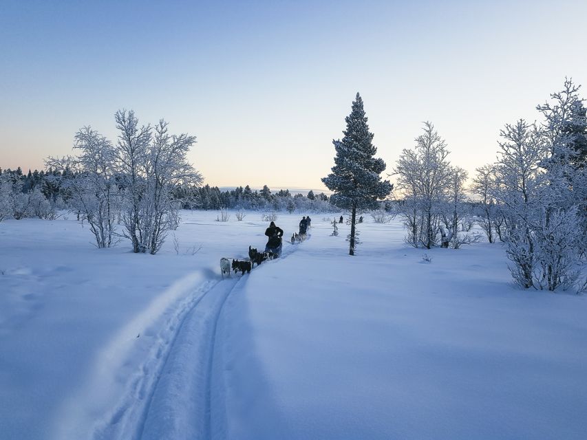Kiruna: Guided Afternoon Drive Your Own Dog Sled Tour - From Kalixforsbron to the snowy trail