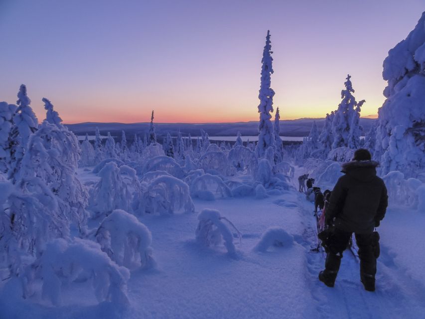 Kiruna: Guided Afternoon Drive Your Own Dog Sled Tour - Steering beside the Kalix River