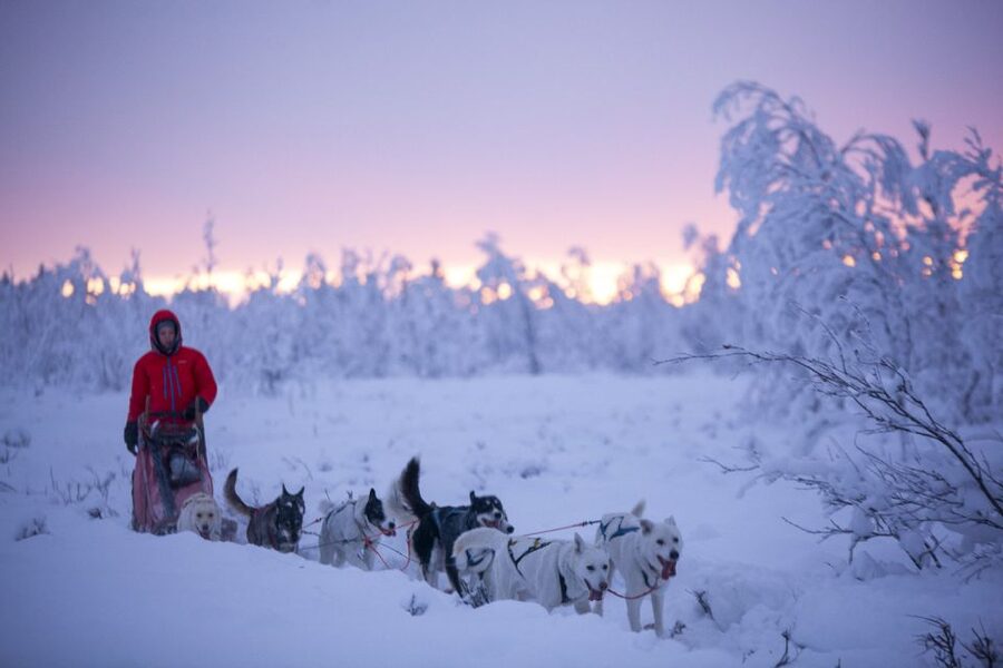 Kiruna: Guided Afternoon Drive Your Own Dog Sled Tour - A fire, a Nordic tent, and Swedish fika