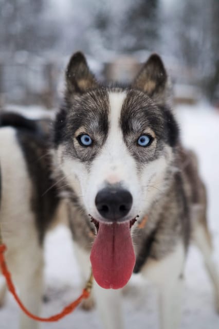 Kiruna: Morning Husky Sled Ride with Coffee Break - Key points to know before you book