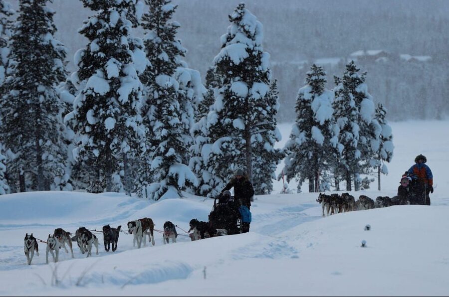 Kiruna: Morning Husky Sled Ride with Coffee Break - Meeting the huskies near Kiruna