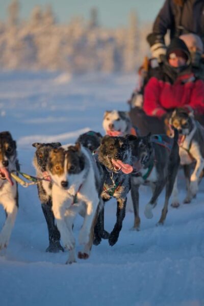 Kiruna: Morning Husky Sled Ride with Coffee Break