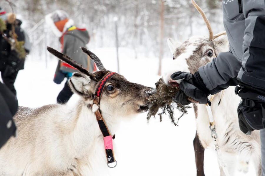 KIRUNA: Sami Reindeer Experience - Suovas lunch inside a lávvu