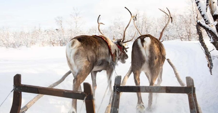 KIRUNA: Sami Reindeer Experience - How authentic is the cultural experience?