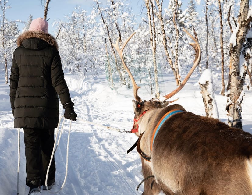 KIRUNA: Sami Reindeer Experience - Is $348 per person a fair price?