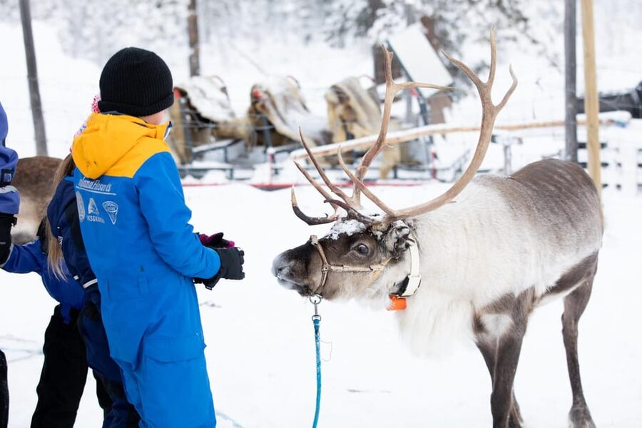 KIRUNA: Sami Reindeer Experience - Timing, language, and what to bring
