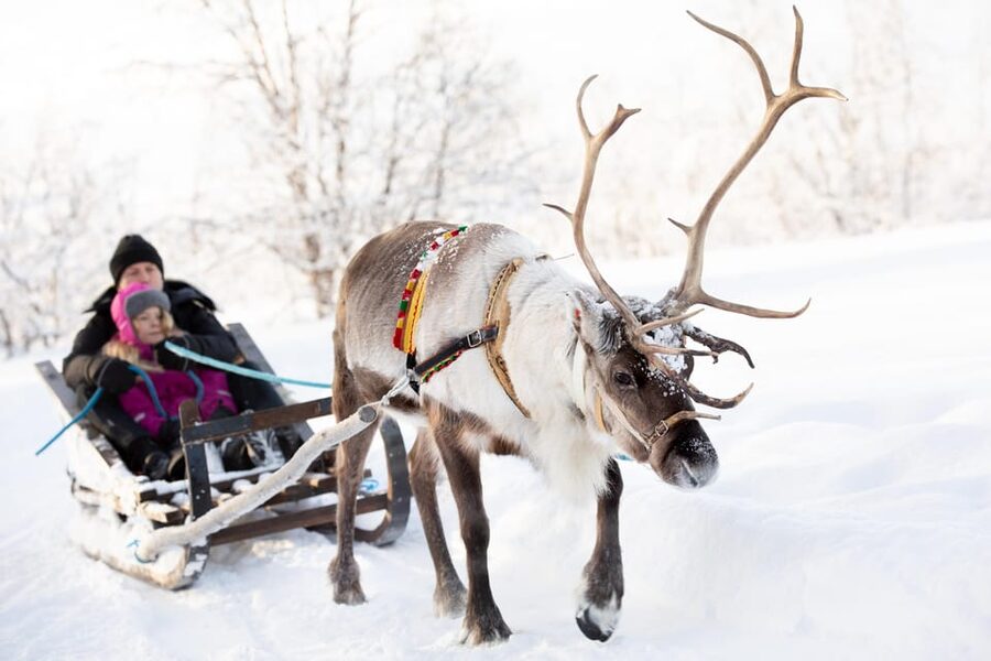 KIRUNA: Sami Reindeer Experience - Feeding reindeer at close range