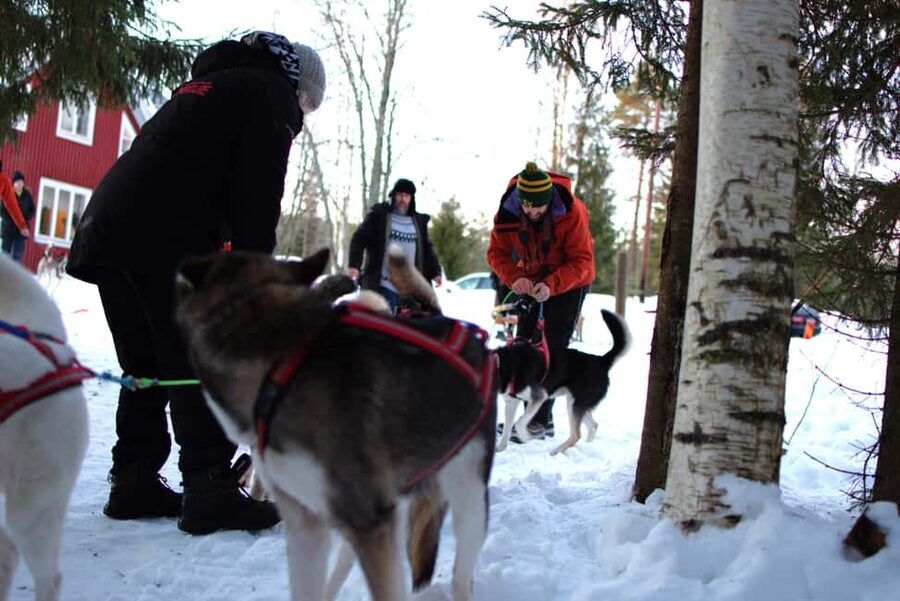 Luleå: Guided Dog Sledding Tour - Key points to know before you book