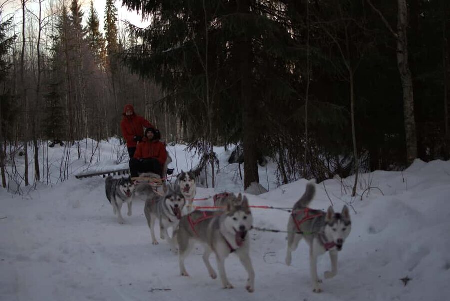 Luleå: Guided Dog Sledding Tour - Meeting the dogs before the sled moves