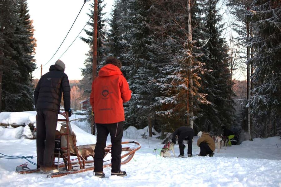 Luleå: Guided Dog Sledding Tour - Meeting the dogs after the ride