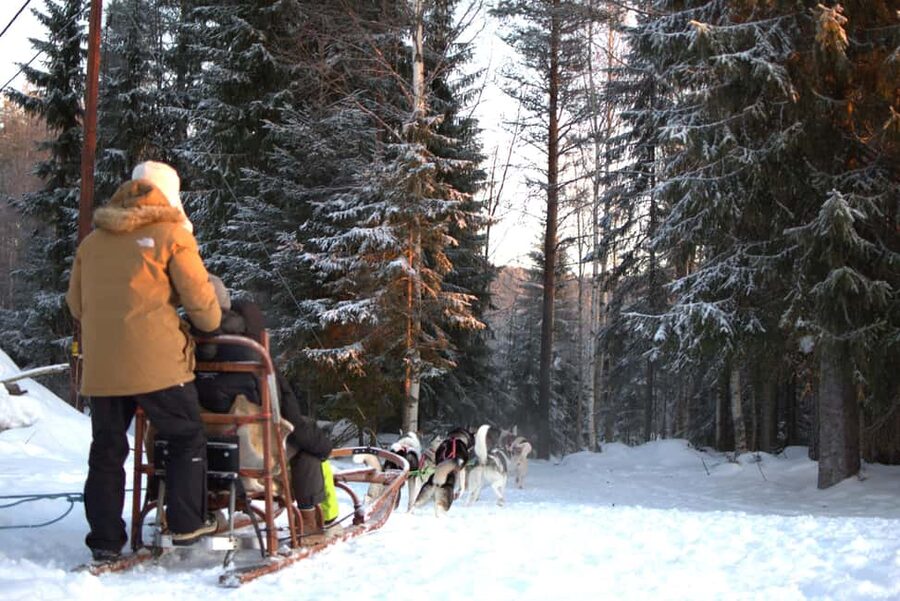 Luleå: Guided Dog Sledding Tour - Who will enjoy this Luleå dog sled tour?