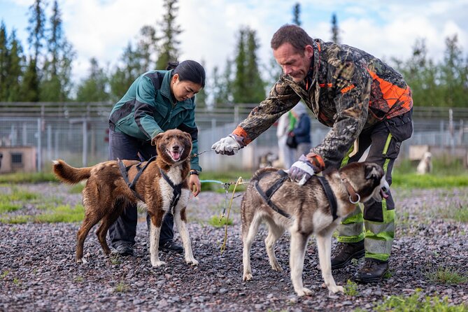 Meet 70 Huskies and Enjoy a short ATV Tour with the Huskies - Preparing a Team of 8 to 10 Dogs