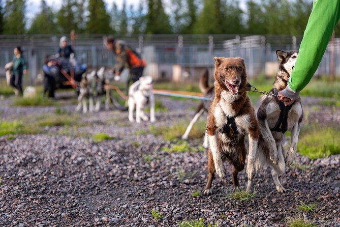 Meet 70 Huskies and Enjoy a short ATV Tour with the Huskies - Who Will Enjoy This Most?