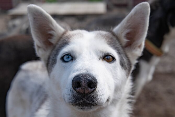 Meet 70 Huskies and Enjoy a short ATV Tour with the Huskies - Practical Details for Your Kiruna Day