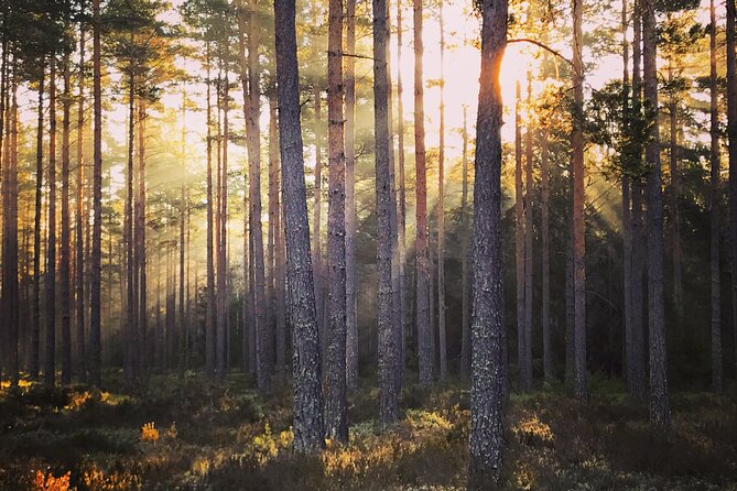 Midnight Sun and Campfire - National Park evening hike Stockholm - Swedish fika in the forest