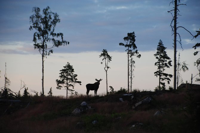 Moose safari in the wild Sweden Tiveden - Key points at a glance