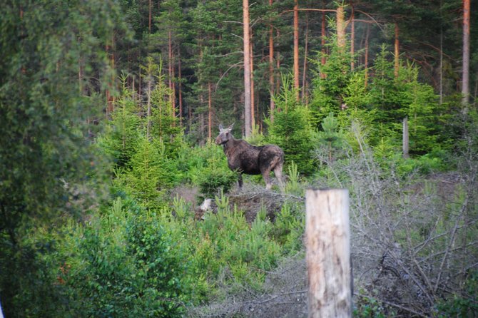 Moose safari in the wild Sweden Tiveden - Searching Tiveden by minivan