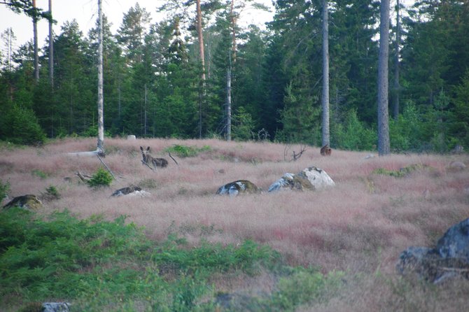 Moose safari in the wild Sweden Tiveden - What the six hours really include