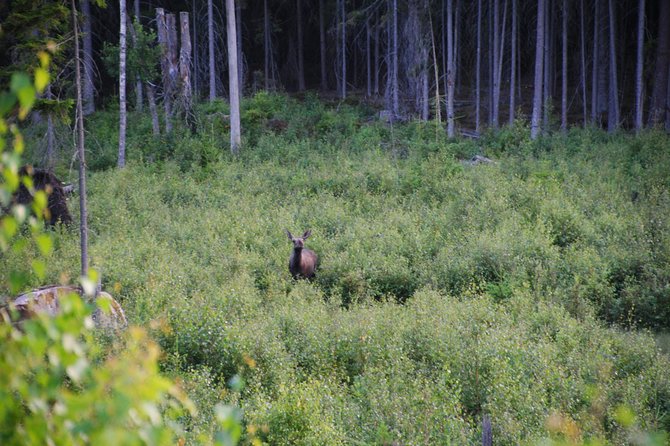 Moose safari in the wild Sweden Tiveden - Clothing, weather, and practical preparation