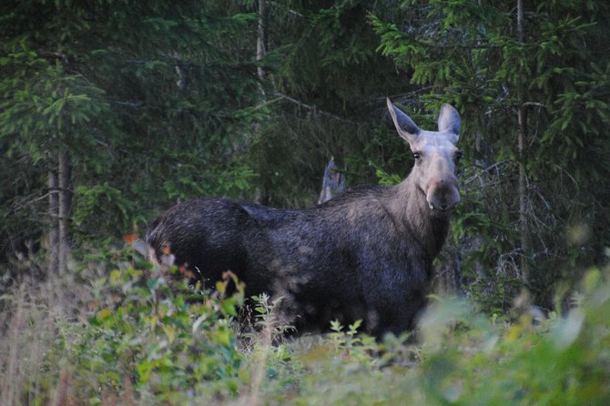 Moose safari in the wild Sweden Tiveden - Learning to read the woods