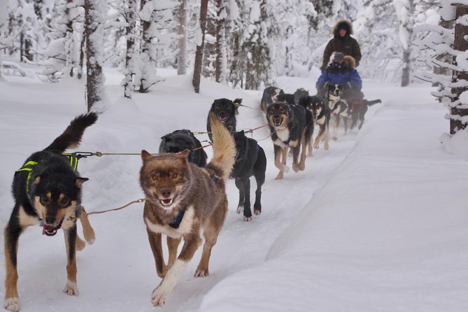 Sit Back and Relax Morning Husky Tour - The ride begins with the dogs