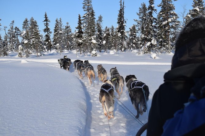 Sit Back and Relax Morning Husky Tour - A quiet route through Swedish Lapland