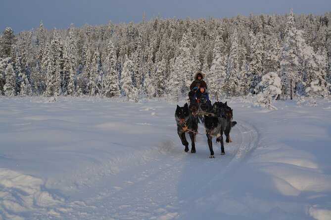 Sit Back and Relax Morning Husky Tour - Pickup from Kiruna saves planning time