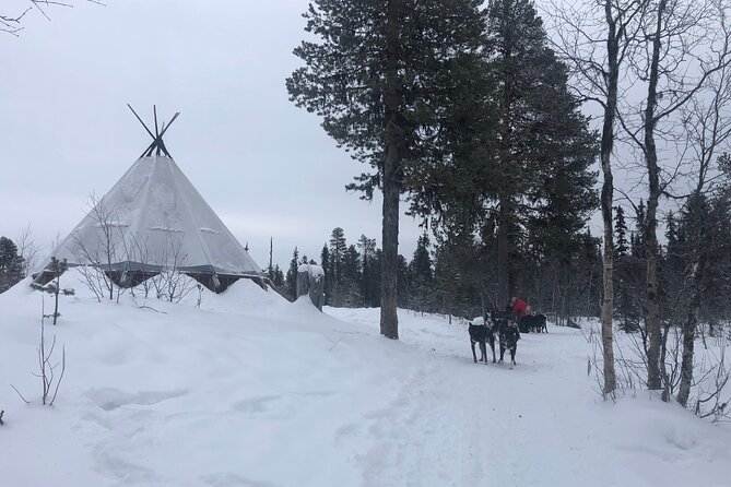 Sit Back and Relax Morning Husky Tour - Who will enjoy this three-hour outing