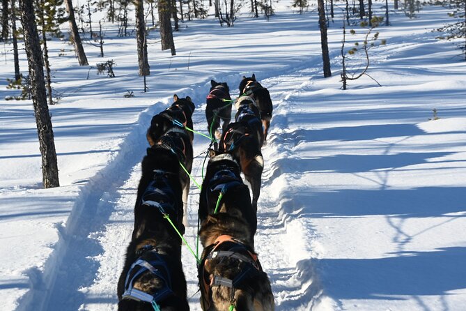 Sit Back and Relax Morning Husky Tour - Meeting the huskies adds a personal side