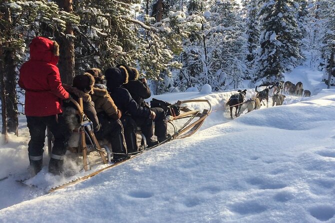 Sit Down Husky Ride Dog Sled Tour in Kiruna - Riding behind 12 huskies near Kiruna
