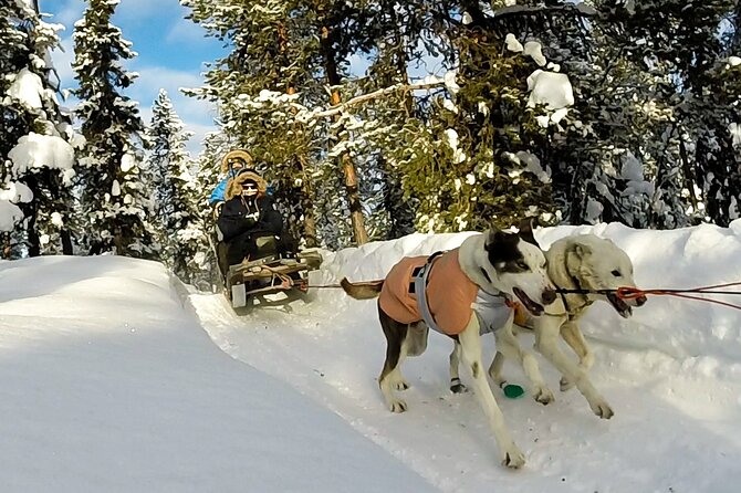 Sit Down Husky Ride Dog Sled Tour in Kiruna - The Kurravaara route through forest and frozen water