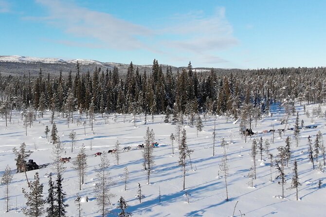Sit Down Husky Ride Dog Sled Tour in Kiruna - Who will enjoy this ride most?
