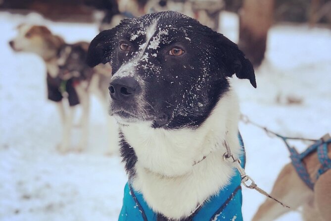 Sit Down Husky Ride Dog Sled Tour in Kiruna - What makes this husky tour feel different