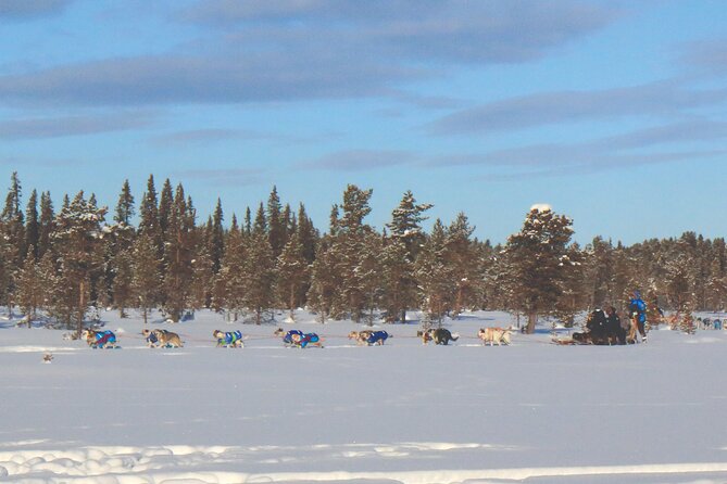 Sit Down Husky Ride Dog Sled Tour in Kiruna - How the pickup schedule affects your morning