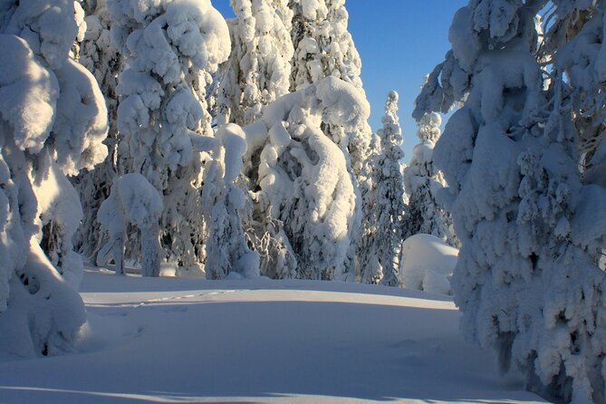 Snowshoe in a Winter Forest - What the 2.5-hour itinerary feels like