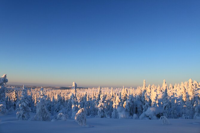 Snowshoe in a Winter Forest - Pickup is convenient, but check your exact stop