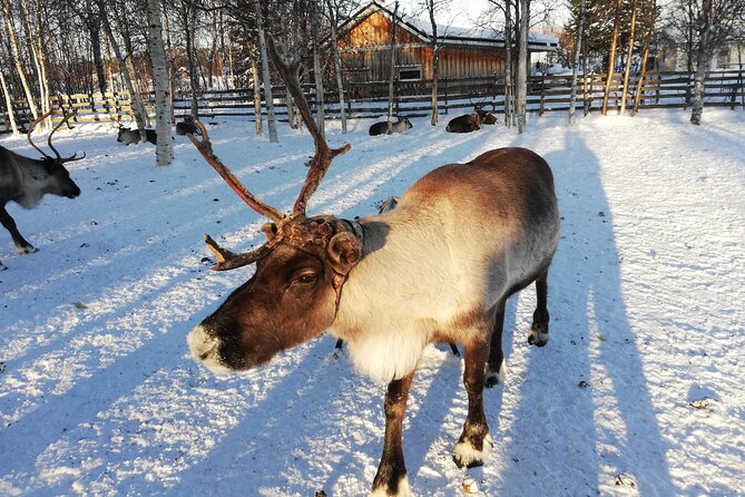 Stockholm Christmas Tour and Food Tasting Experience - Nybroplan and the Moose Family lights