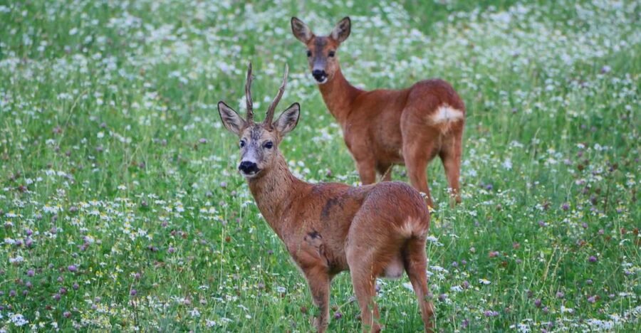 Stockholm: Evening Wildlife Safari with Midsummer Meal - Key points to know before booking