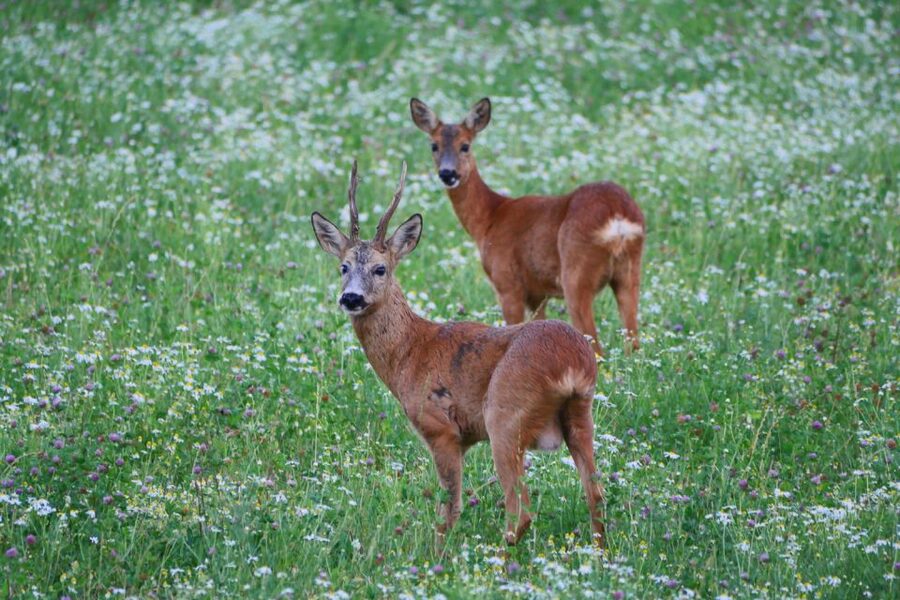 Stockholm: Evening Wildlife Safari with Midsummer Meal - From Kungsbrostrand to the Swedish countryside