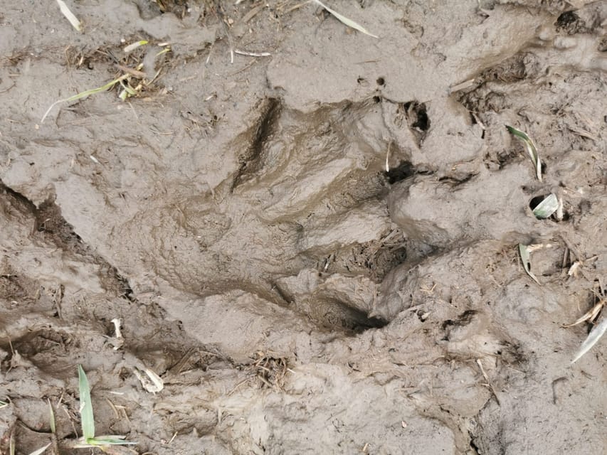 Stockholm: Wildlife Safari - Key points before you book